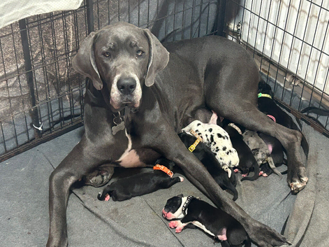 Great Dane Puppies. Merle/Mantle/Blacks
