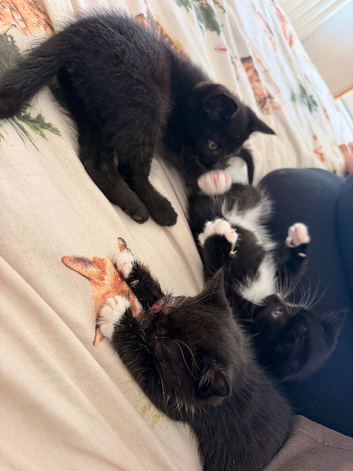 Kittens for sale