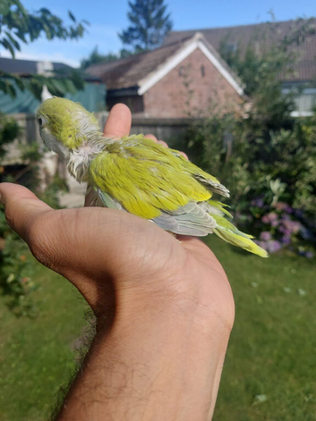 Hand reared super tame Quaker monk parrot