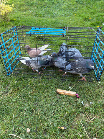 Pigeons
