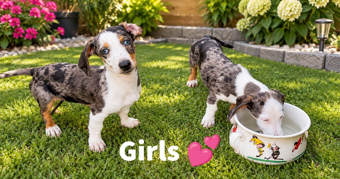 Beautiful dachshund puppy's