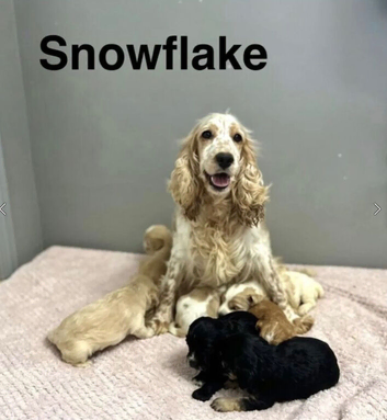 Snowflake 2 puppies ready now