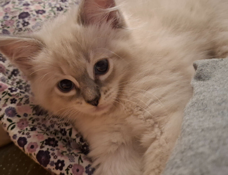 8 week old female Ragdoll kitten