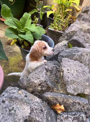 Cocker spaniel puppies