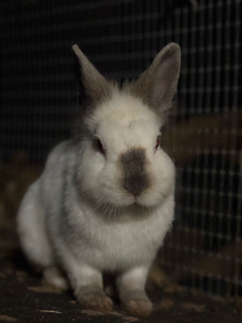 Rabbit