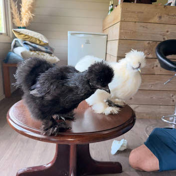 Silkie pairs