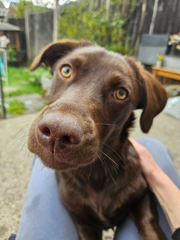 Millie - Chocolate Lab cross