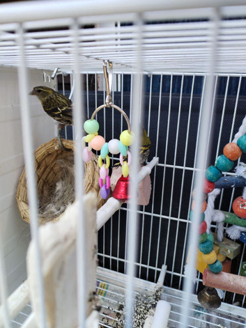 Siskins boy and girl