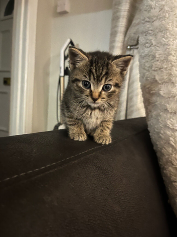 3 kittens for sale