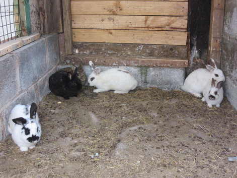 various rabbits for sale