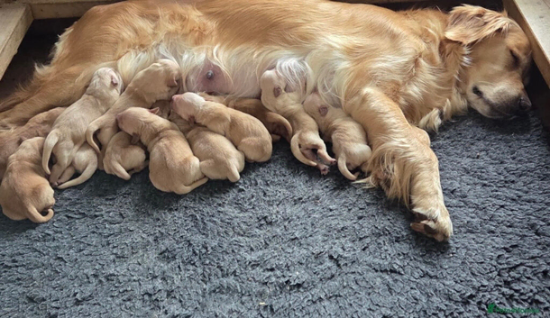 Golden retriever puppies