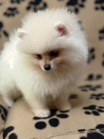 Amazing Pomeranian Girl