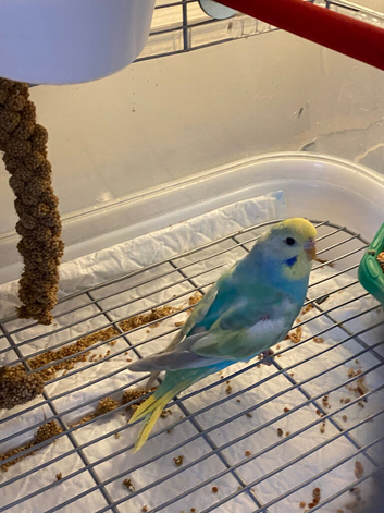 Rainbow budgies
