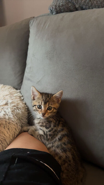 BENGAL CAT AND BENGAL CROSS MAINE COON