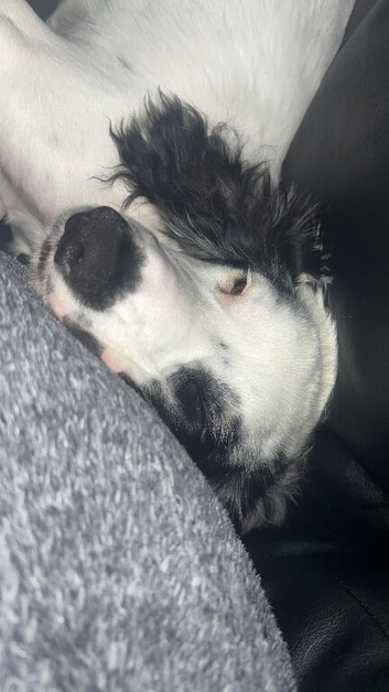 6Month old Cocker Spaniel