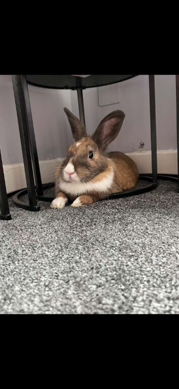 Female rabbit