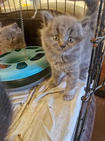 British short haired cross kittens for sale