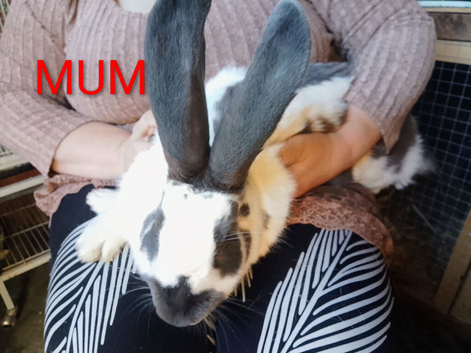 Papillon giant rabbits