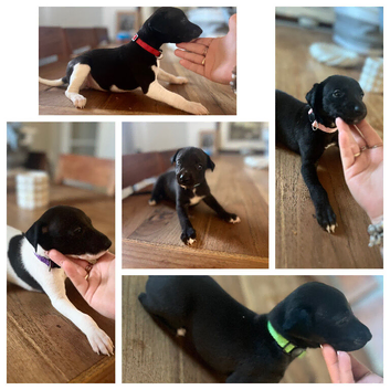 KC registered whippet puppies