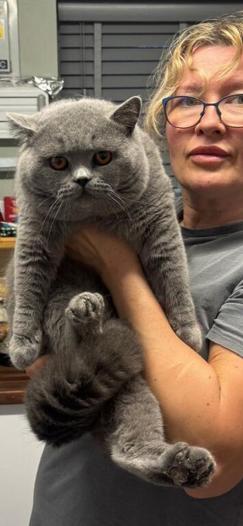 British Shorthair Blue Stud Service - GCCF & TICA Registered