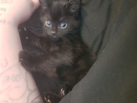4 gorgeous bombay kittens