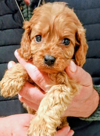 Cavapoo Puppies Red ️!!!.