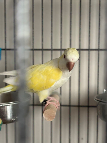 Quaker parrot and cage for sale