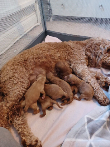 F2 miniature Cockapoos Ready now!