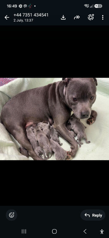 Gorgeous puppies