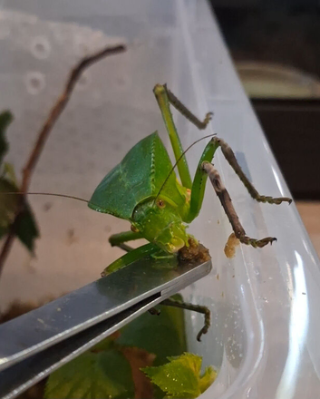 Giant Hooded Katydid with tub setup