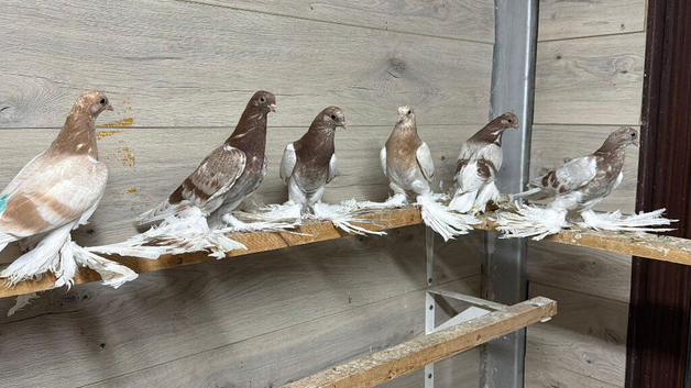 Uzbek pigeons