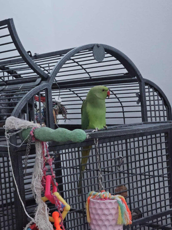 Indian Ringneck Male
