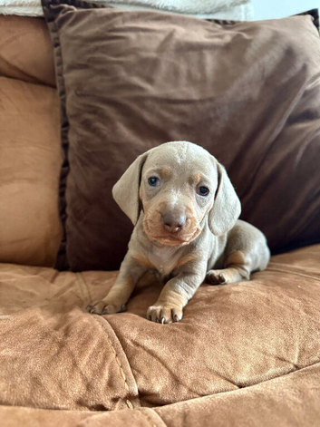 Amazing Pure Miniature Dachunds