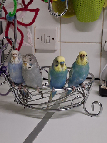 Budgies For Sale