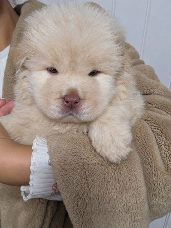 Chow chow puppies