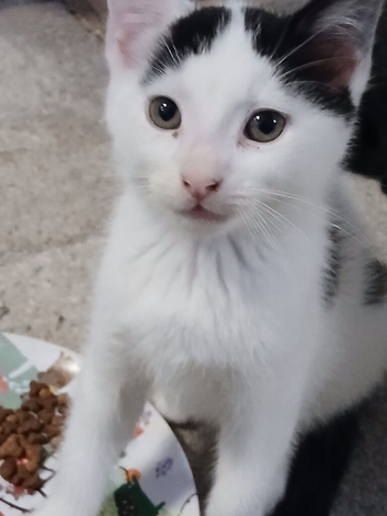 Male white kitten with black ears & tail
