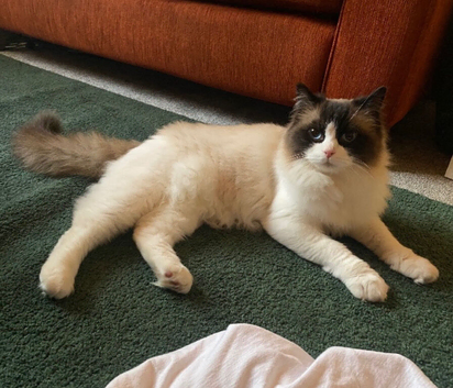 Beautiful Seal Bicolour Ragdoll Cat 18 Months Male