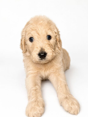 Goldendoodles available