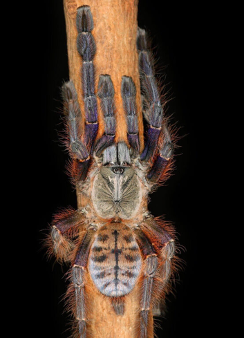 Sarawak earth tiger tarantula