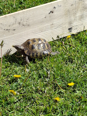 Tina the tortoise