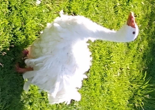 Sebastopol hatching goose eggs