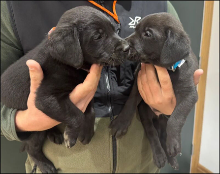 Labrador Retriever Puppies &ndash; 5 Boys & 4 Girls Available