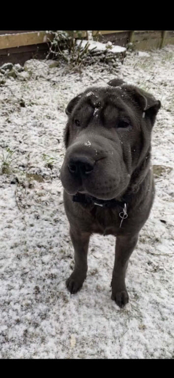 Nala 5 year old Shar Pei
