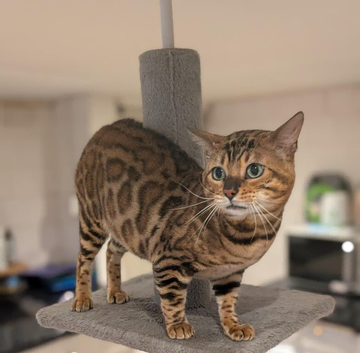 Beautiful Retired Male Bengal Seeking Forever Home