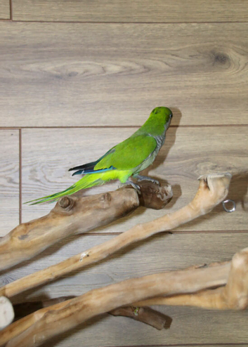 Baby Green Quaker, 17