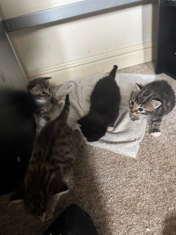 Bengal cross kittens