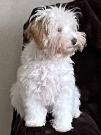 Poodle x Coton de Tulear puppies