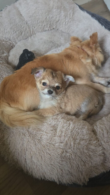 Tea cup chihuahua