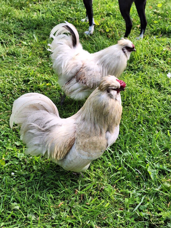 Male chicken rooster cockerel 8 months old