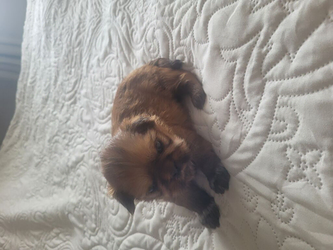 Shitzu girl